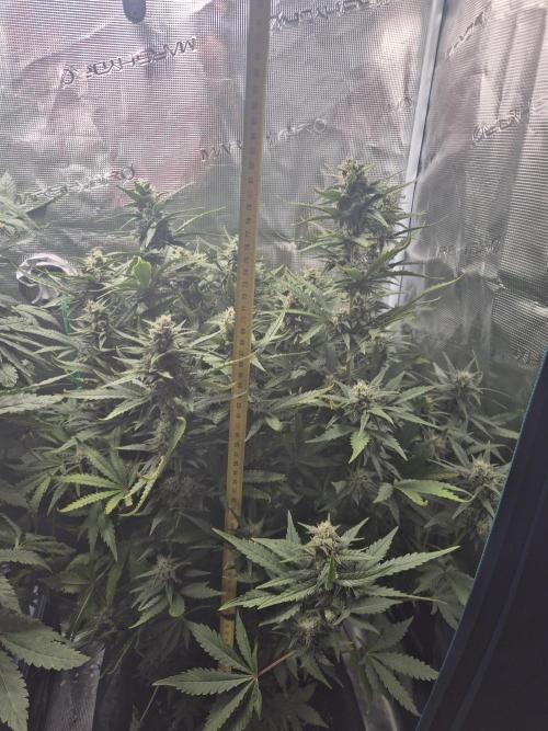 Tropicana Cookie Auto. Week 7