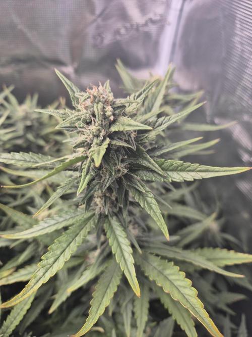 Tropicana Cookies Auto. Week 7