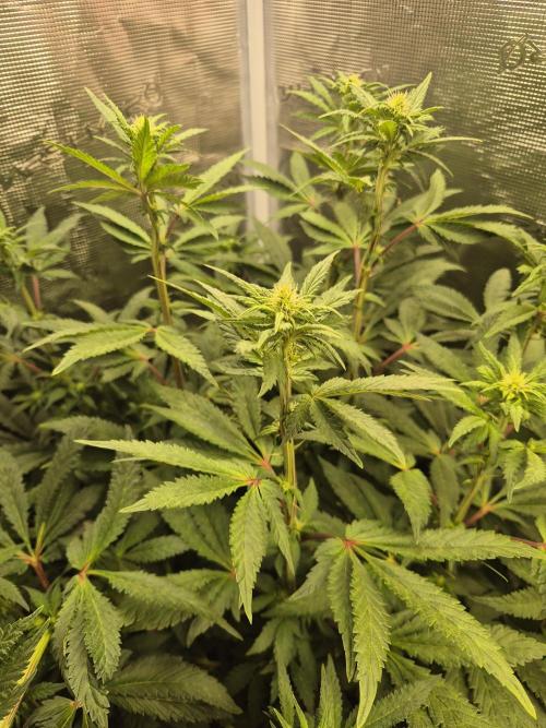 FF MixPack MarsHydro SpiderFarmer. Week 8