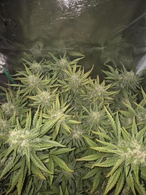 Tropicana Cookie Auto. Week 8