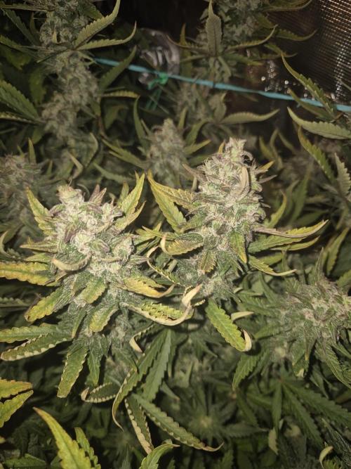 Tropicana Cookies Auto. Week 9