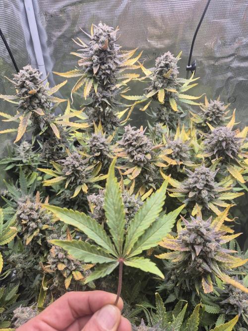 Tropicana Cookie Auto. Week 10