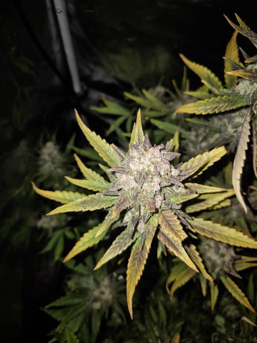Tropicana Cookie Auto. Week 10