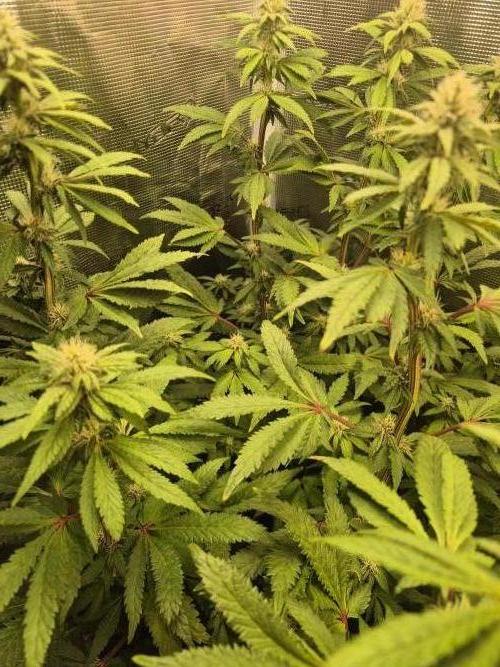 FF MixPack MarsHydro SpiderFarmer. Week 9