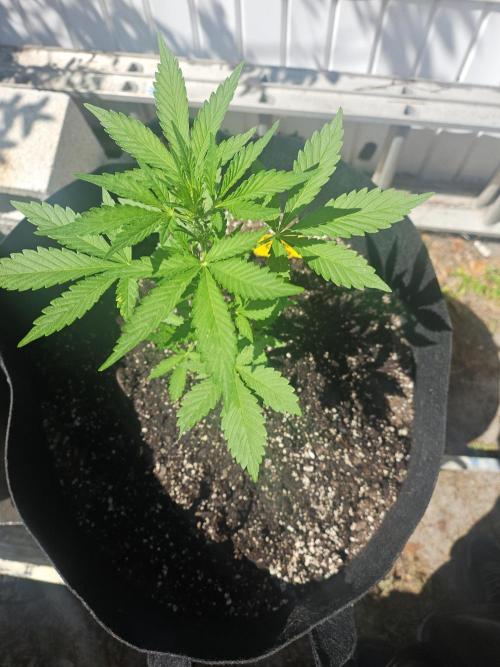 First attempt at autoflower.. Week 2