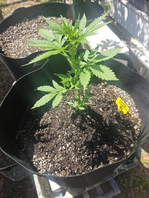 First attempt at autoflower.. Week 2