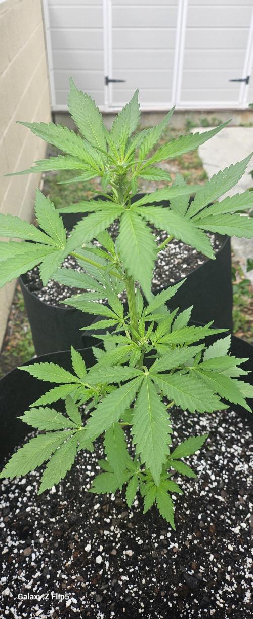 First attempt at autoflower.. Week 2