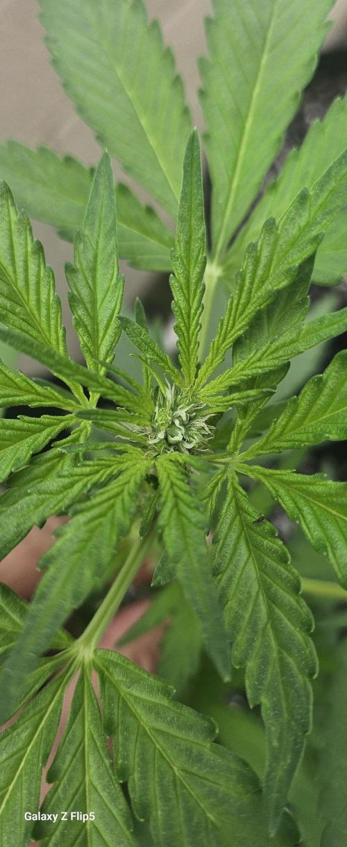 First attempt at autoflower.. Week 5 - Really enjoying watching how fast This girl is maturing so much fun.