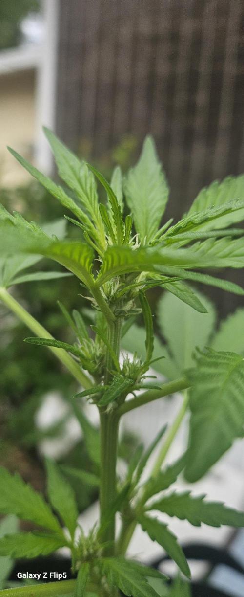 First attempt at autoflower.. Week 5 - I like to look everywhere these girls are outside checking for pest