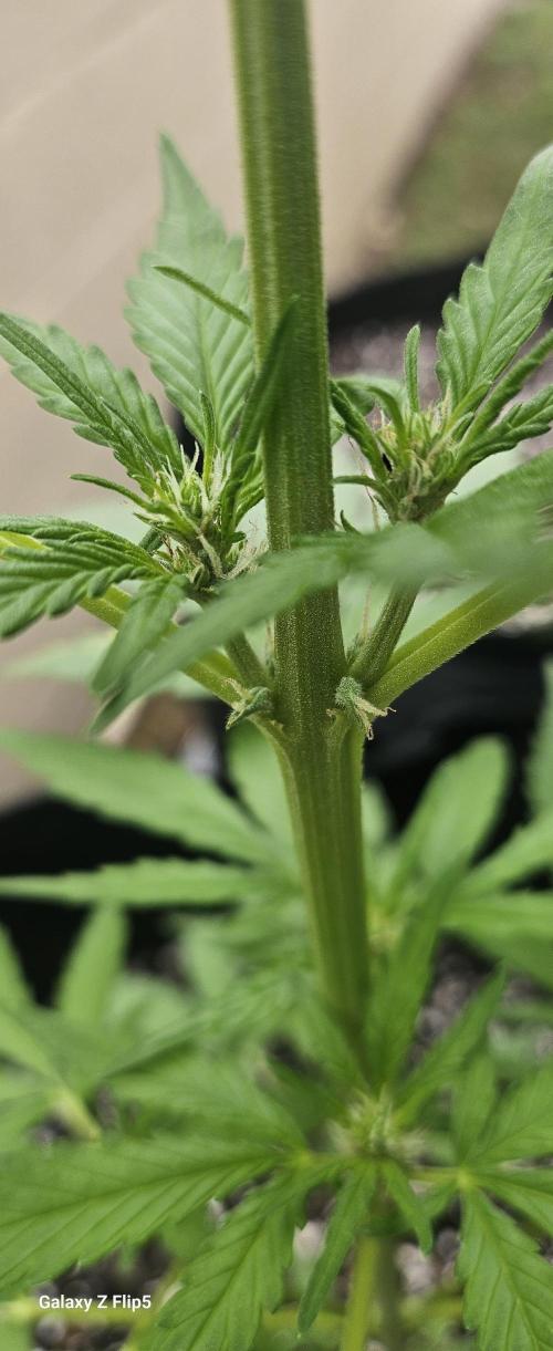 First attempt at autoflower.. Week 5 - Slowly but surely she's coming along