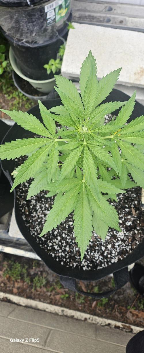 First attempt at autoflower.. Week 5 - Always like a top down shot