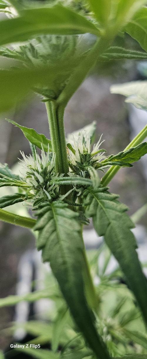First attempt at autoflower.. Week 7
