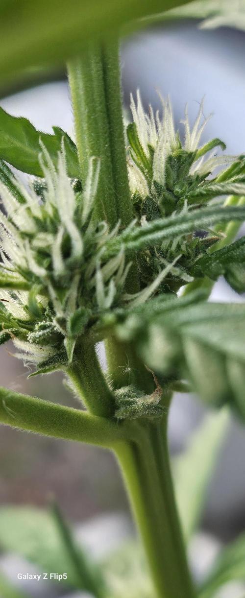 First attempt at autoflower.. Week 7