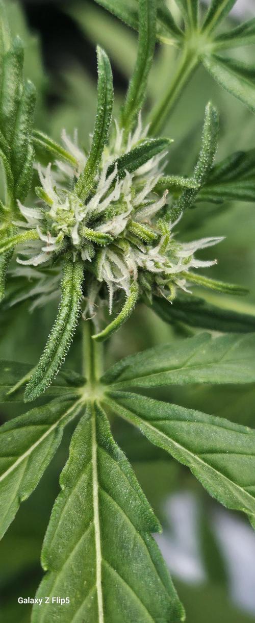 First attempt at autoflower.. Week 7
