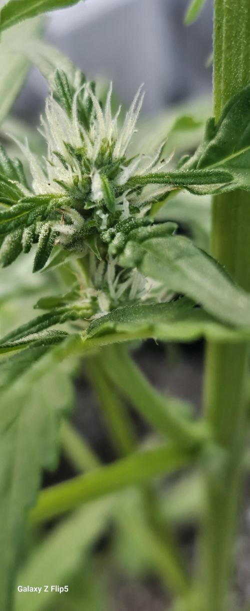 First attempt at autoflower.. Week 7
