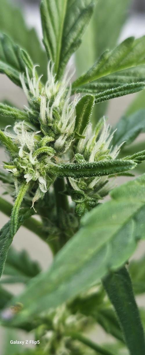First attempt at autoflower.. Week 7