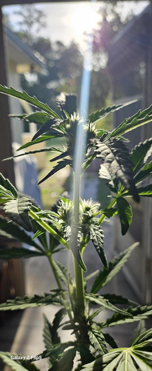 First attempt at autoflower.. Week 7