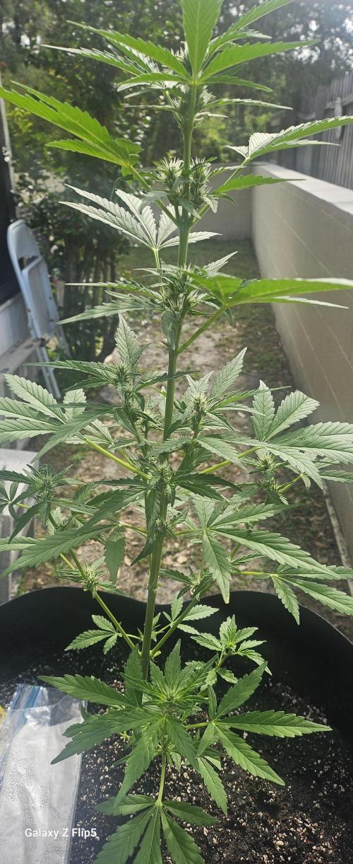 First attempt at autoflower.. Week 7