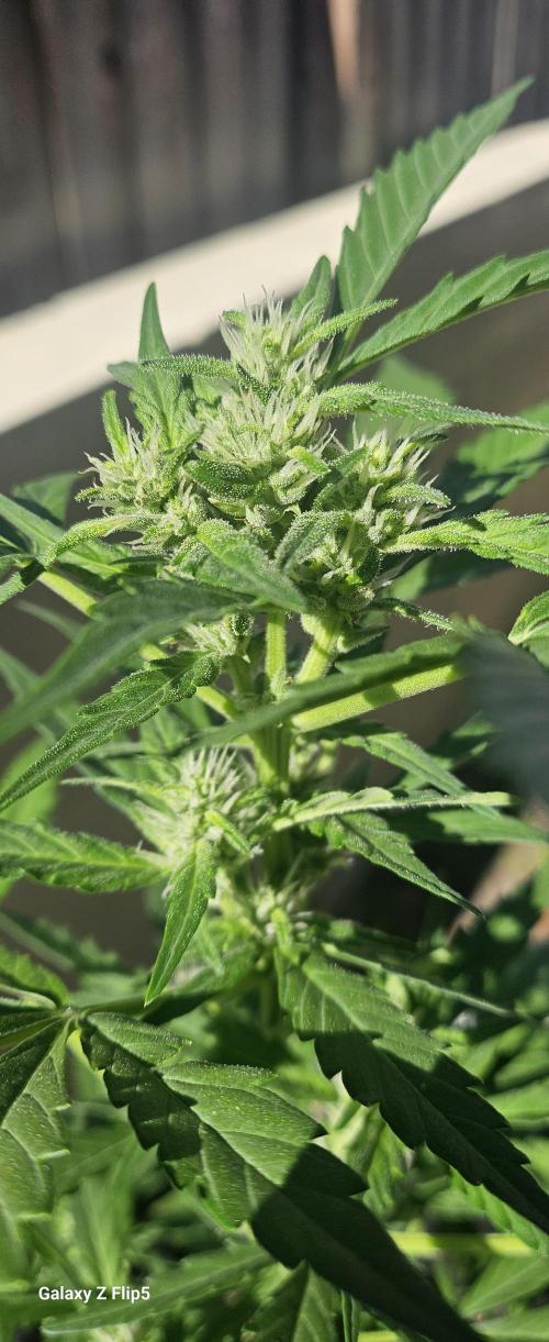 First attempt at autoflower.. Week 7