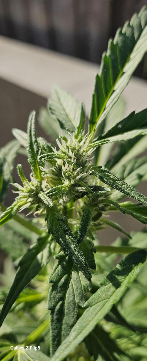 First attempt at autoflower.. Week 7