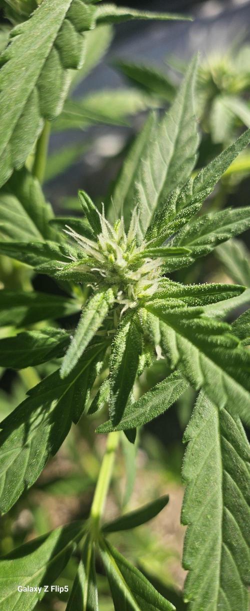 First attempt at autoflower.. Week 7