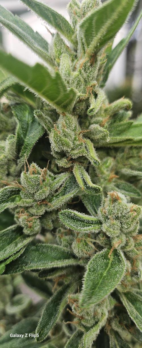 First attempt at autoflower.. Week 9