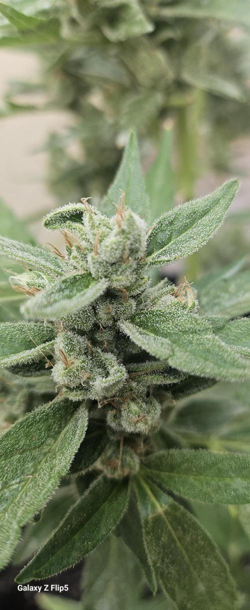 First attempt at autoflower.. Week 9