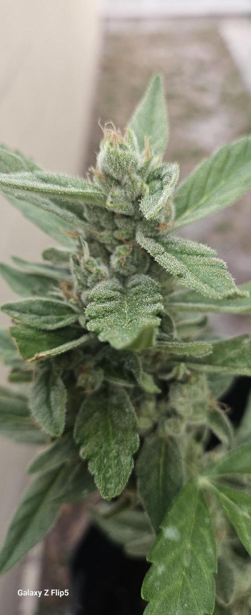 First attempt at autoflower.. Week 9