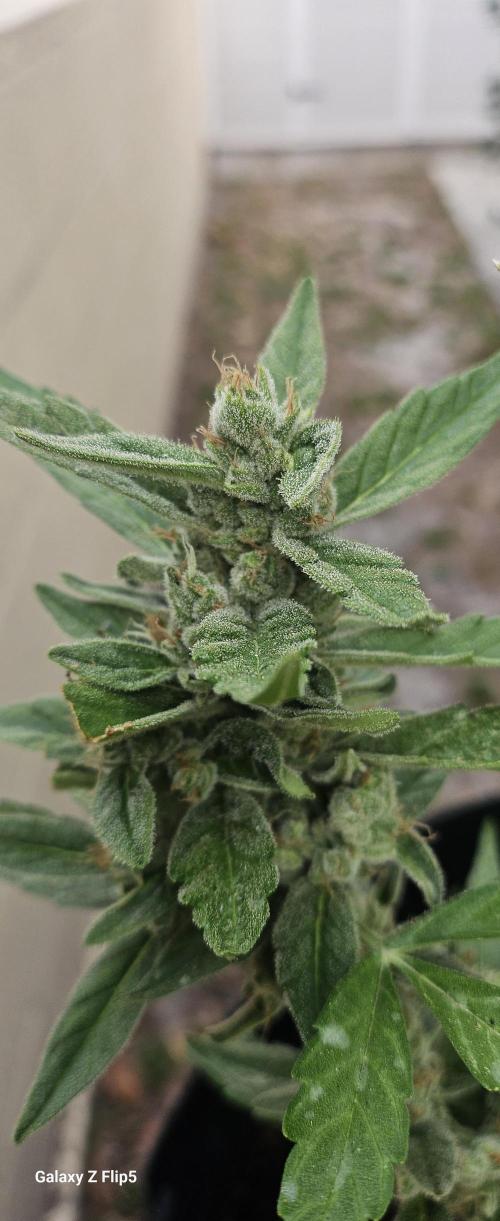 First attempt at autoflower.. Week 9