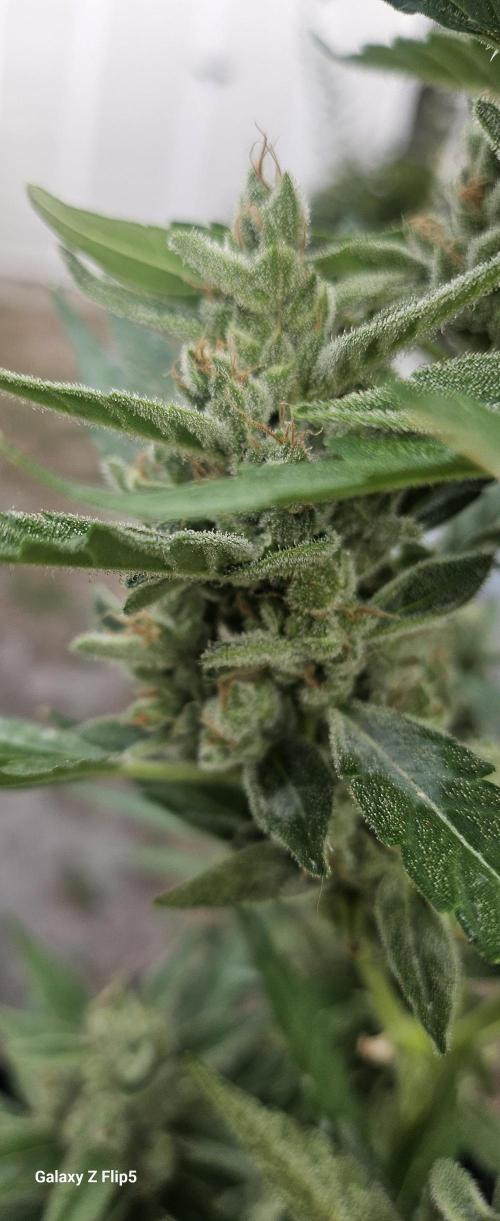 First attempt at autoflower.. Week 9