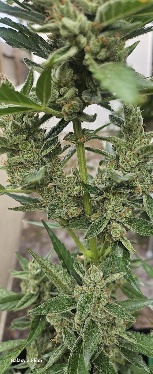 First attempt at autoflower.. Week 9