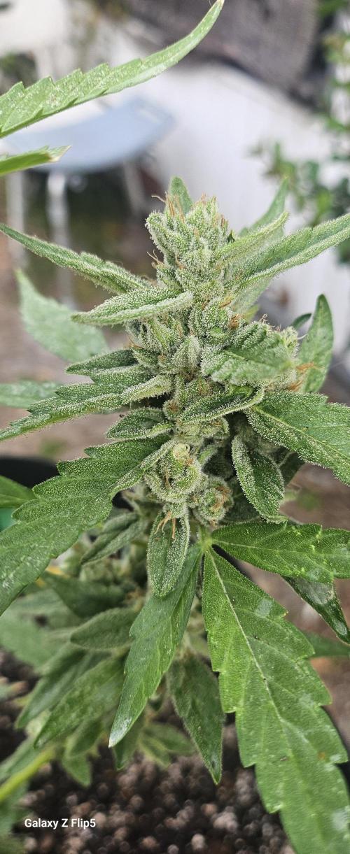 First attempt at autoflower.. Week 9