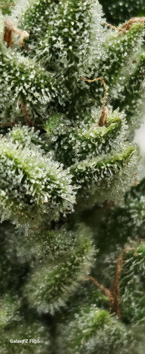 First attempt at autoflower.. Week 9