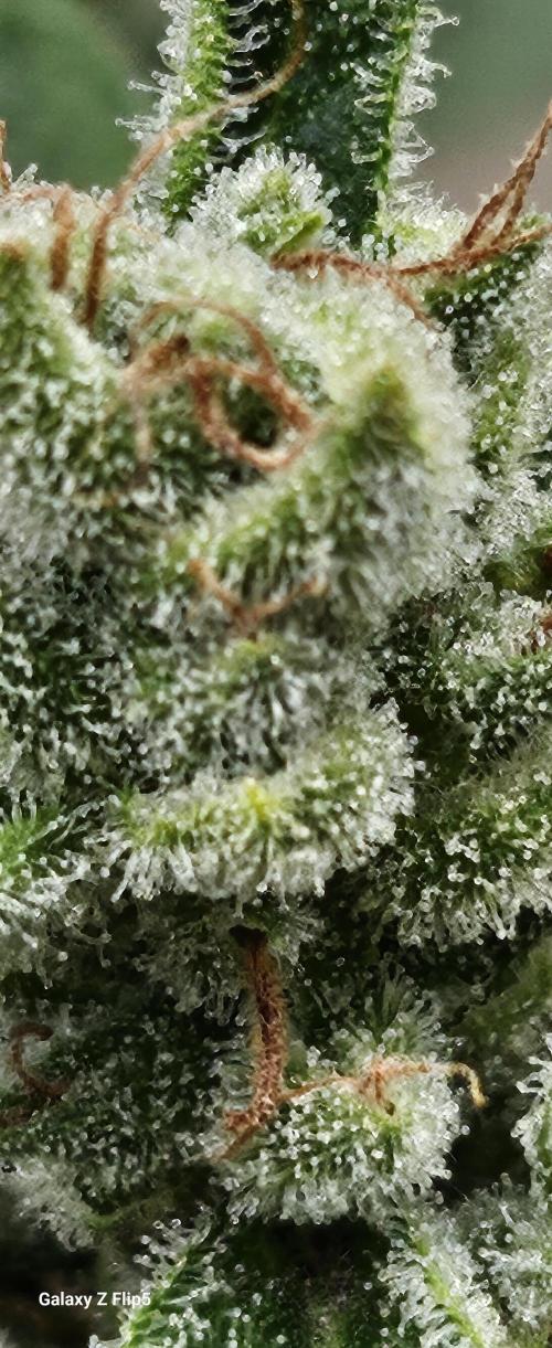 First attempt at autoflower.. Week 9
