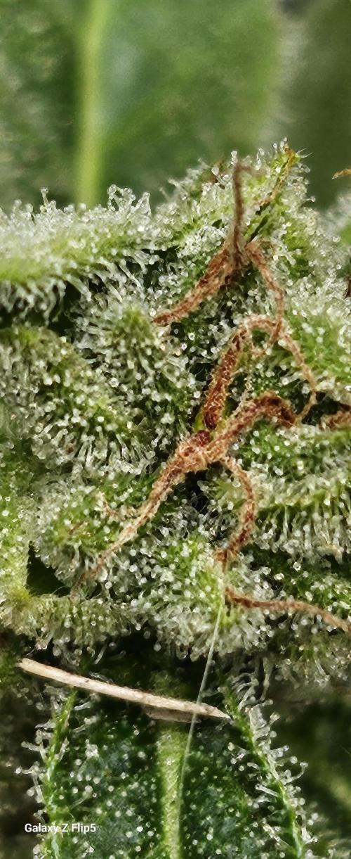 First attempt at autoflower.. Week 9
