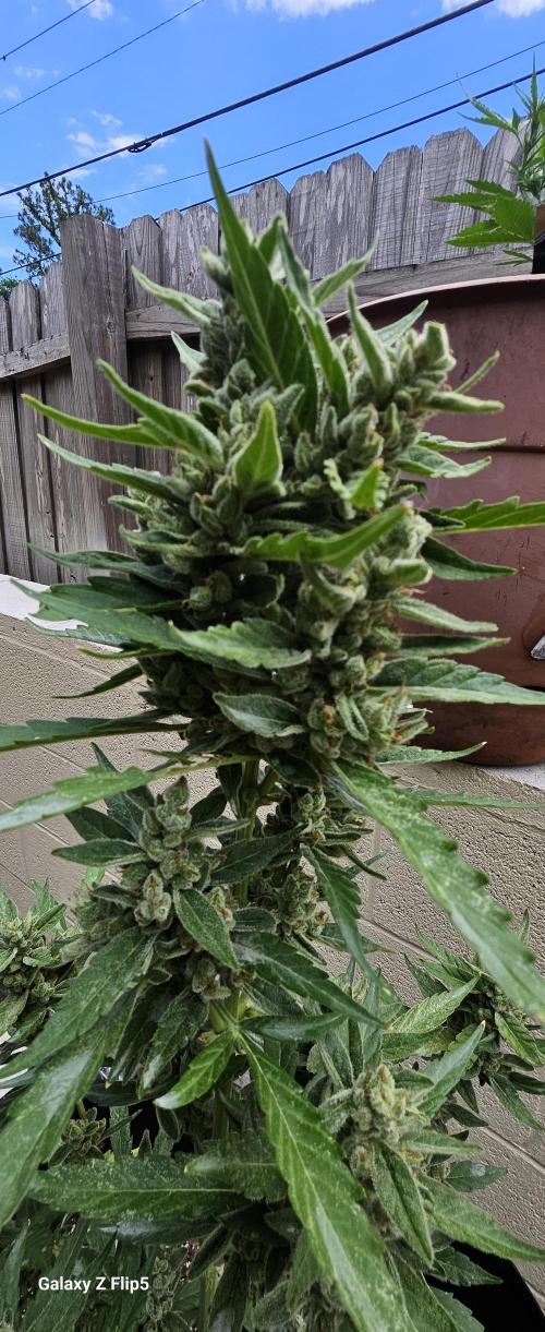 First attempt at autoflower.. Week 9