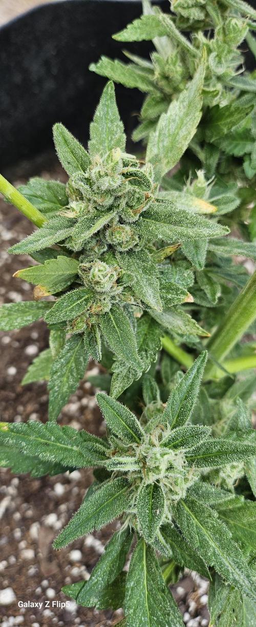 First attempt at autoflower.. Week 9