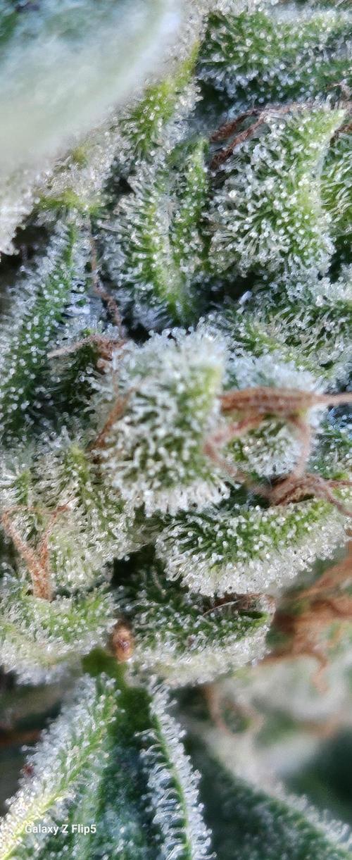 First attempt at autoflower.. Week 9