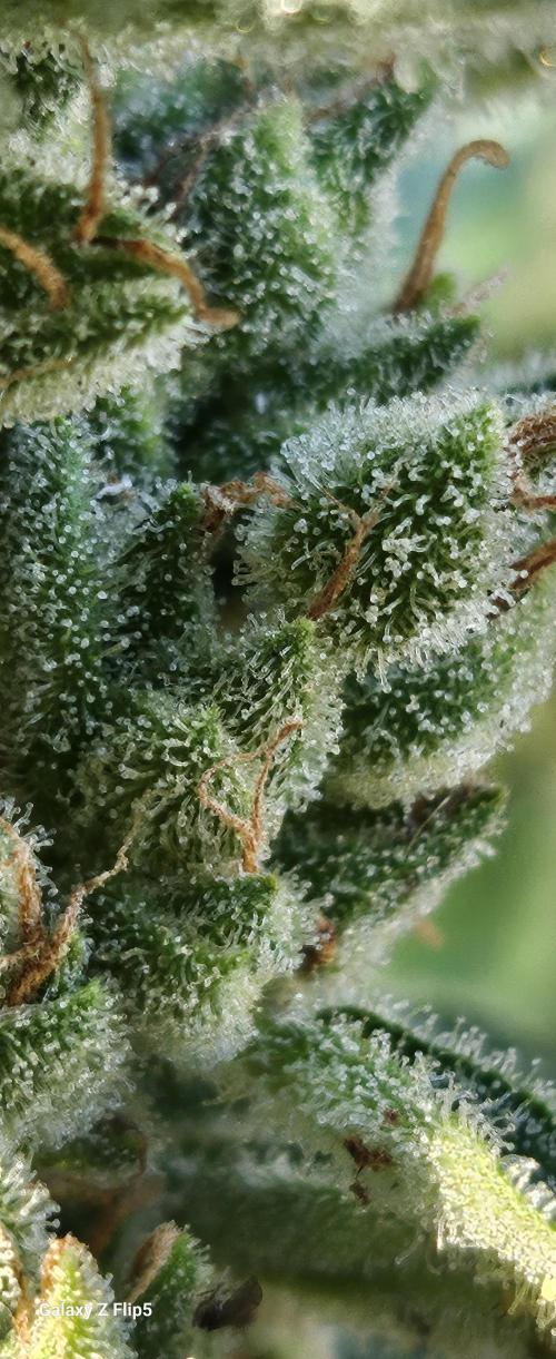 First attempt at autoflower.. Week 9