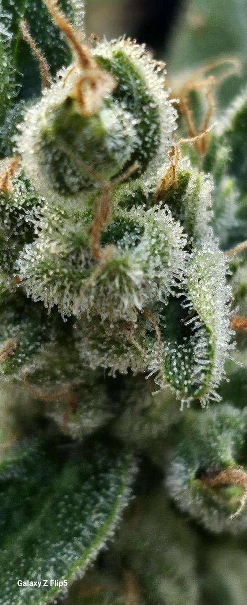 First attempt at autoflower.. Week 9