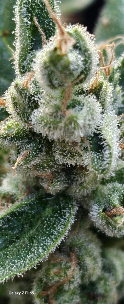 First attempt at autoflower.. Week 9