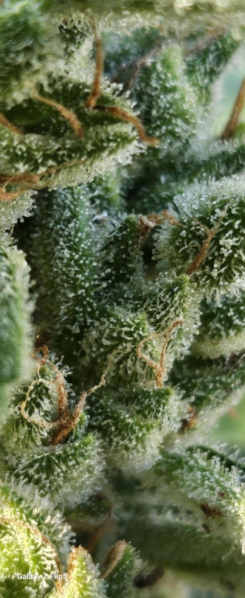 First attempt at autoflower.. Week 9