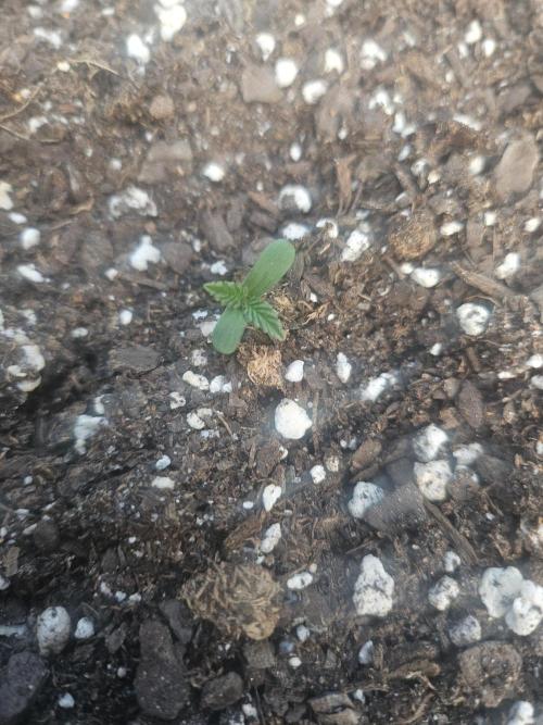 Second attempt at Autos. Week 0