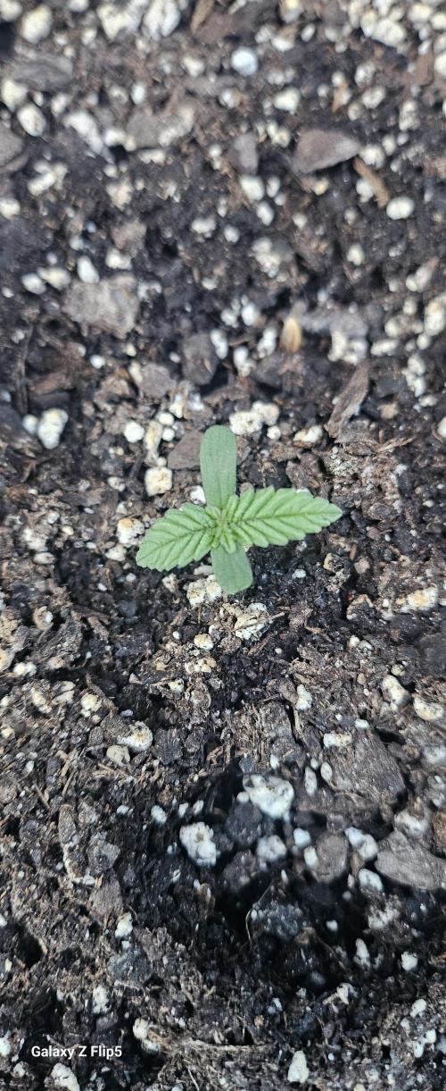 Second attempt at Autos. Week 0