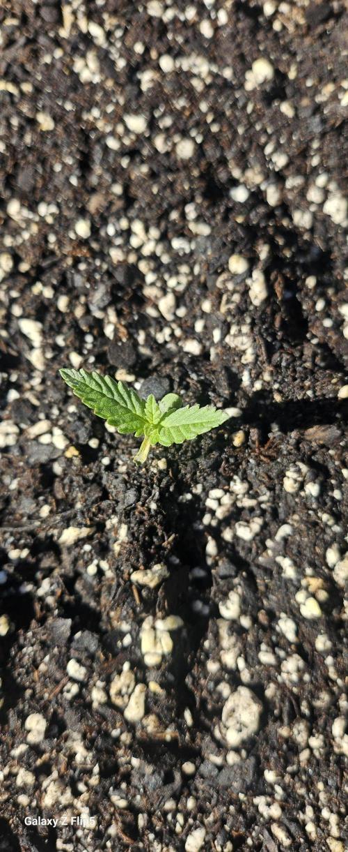 Strawberry Gorilla Auto. Week 0