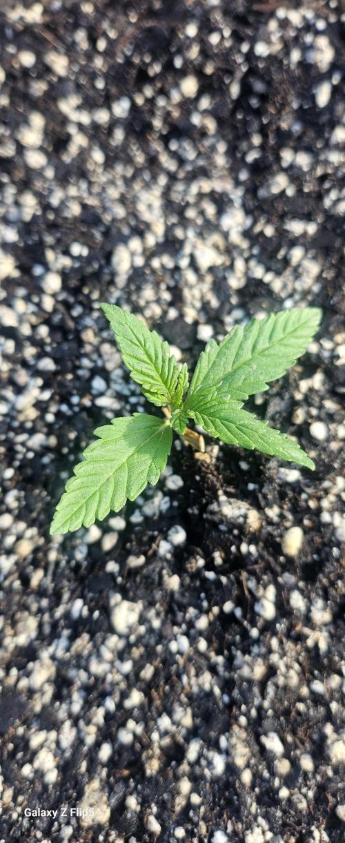Second attempt at Autos. Week 3