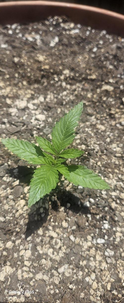 Second attempt at Autos. Week 3