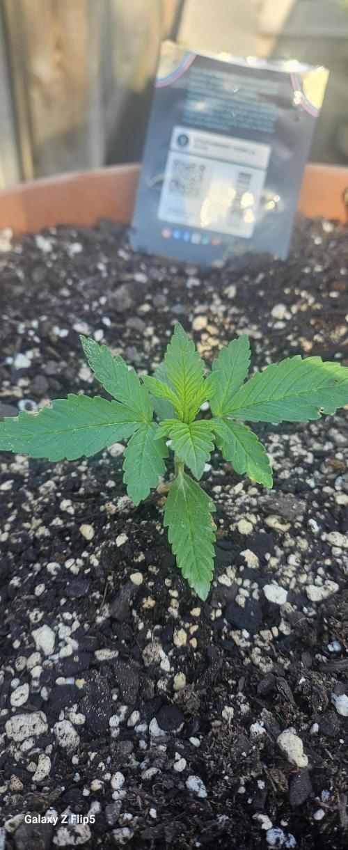 Second attempt at Autos. Week 3
