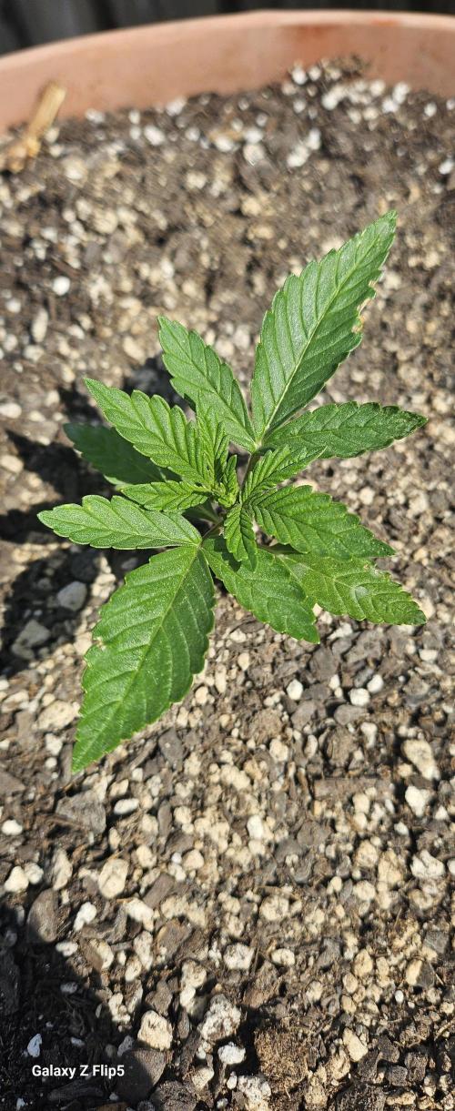 Second attempt at Autos. Week 3