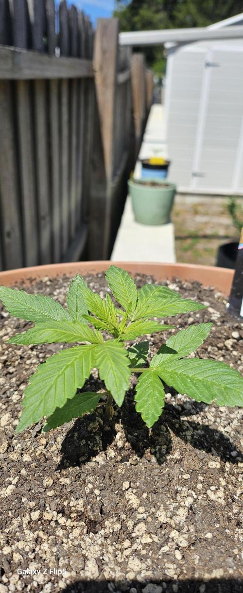 Second attempt at Autos. Week 3